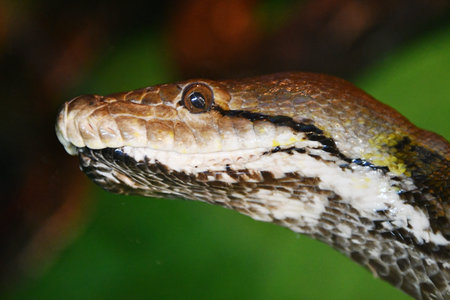 Close up of a boa constrictor (Python reticulatus)