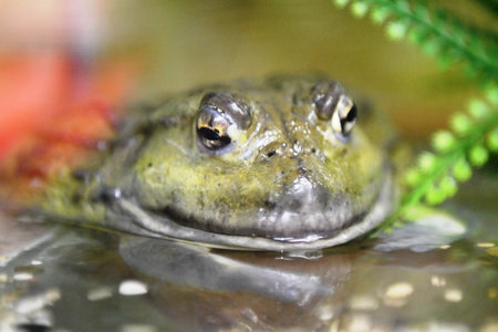 Frog in a pond. Close-up of a frog.