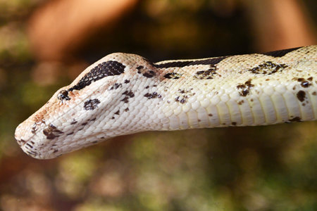 Close up of a boa constrictor snake (Python reticulatus)
