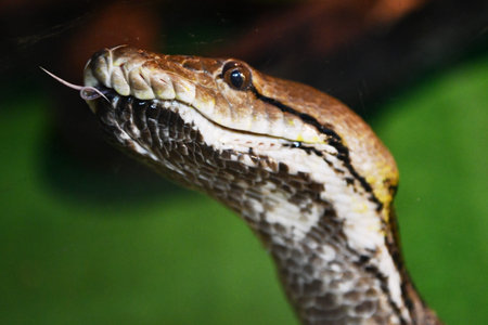 Close up of a Corn Snake (Rhabdophis cornuta)