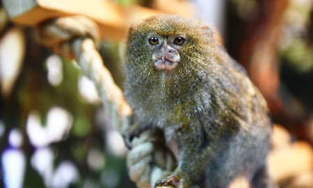 Pygmy Marmoset - Lemur citrinellus