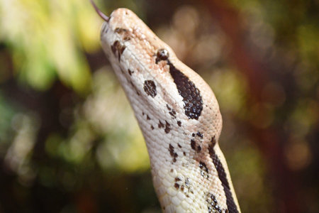 Close up of a boa constrictor snake on a branch