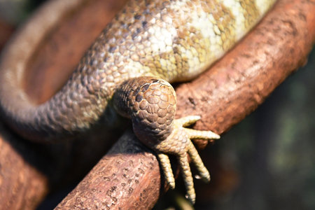 Close up of the head of a lizard on a tree branch.の写真素材