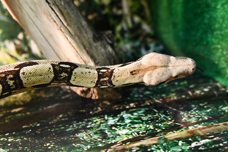 Boa constrictor snake in the zoo, thailand.の写真素材