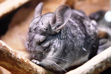 Gray chinchilla on a tree branch in a cage, close-upの写真素材
