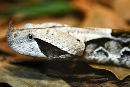 The head of a viper on the leaves. Close-up.の写真素材