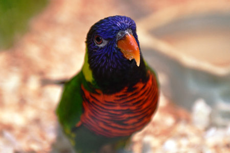 Rainbow Lorikeet (Trichoglossus haematodus)の写真素材