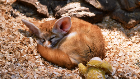 Red fox sleeping on the sand, close-up of the head