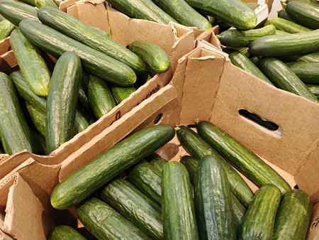 Cucumbers in a box at the market, closeup of photoの写真素材