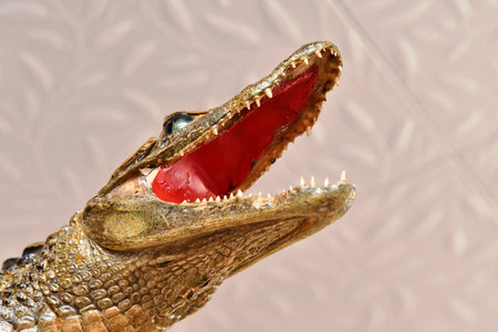 Crocodile open mouth.の写真素材