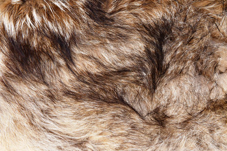Texture of fur of a fox, close-up, background.