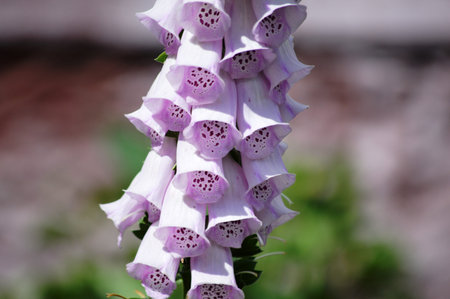 Foxglove (Digitalis purpurea) flower in bloomの写真素材