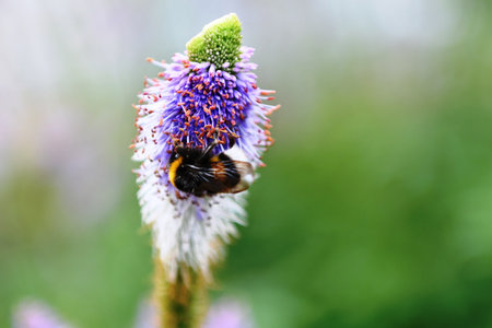 Bumblebee on a flower. Bumblebee on a flower.の写真素材
