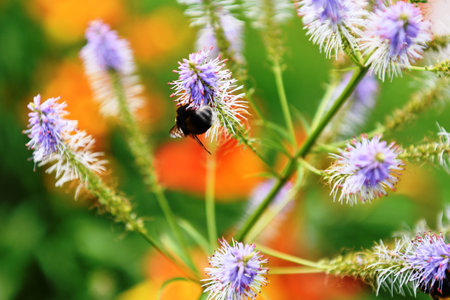 Bumblebee collecting nectar from the flowers in the garden.