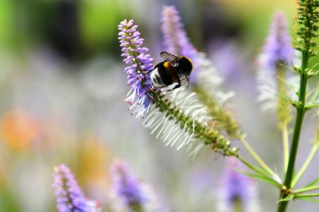 Bumblebee collecting nectar from a lavender flower in the garden