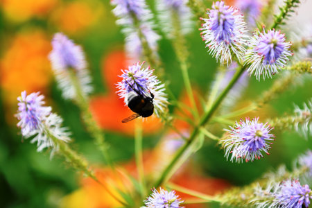 Bumblebee on a flower in the garden. Macro shot.の写真素材