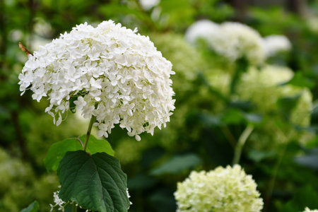 Hydrangea macrophylla. White flowers of Hydrangea macrophylla.の写真素材