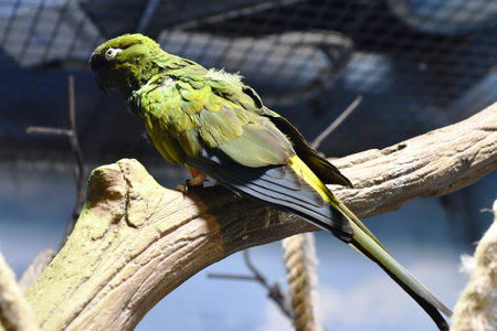 Parrot sitting on a tree branch in a cage at the zoo