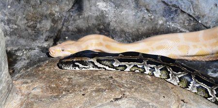 Python reticulatus on rock