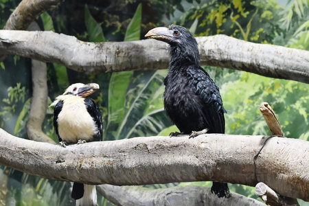 Hornbills are birds that are found in the tropics.