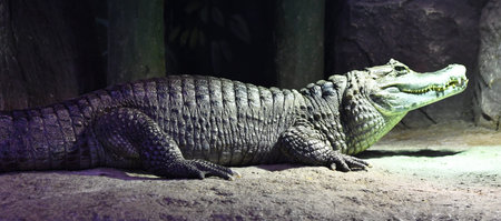 Crocodile in the zoo, Thailand, Southeast Asia.