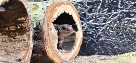 Close-up of a small lizard in a hole in a log