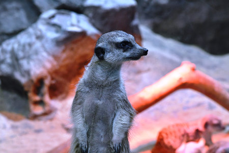 Meerkat (Suricata suricatta) at the zoo