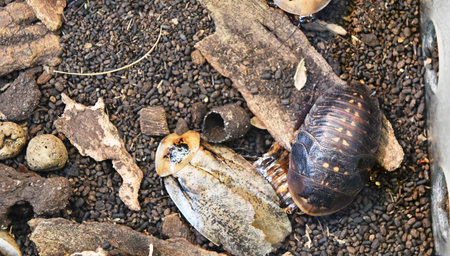 snail and cockroach on the ground in the garden at thailand