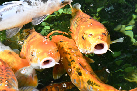 Koi fish in the pond, closeup of photo. High quality photoの写真素材