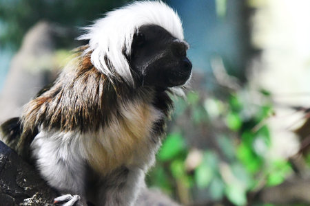 Cute white and black tamarin monkey sitting on a rock.