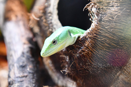 Green lizard in the nest. Close up of a green lizard.