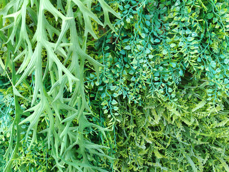 Green leaves background. Green leaves texture background. Green leaves background.