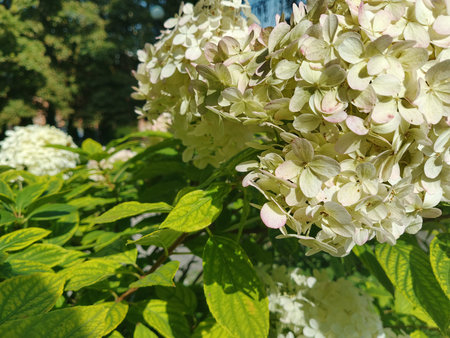White hydrangea flowers in the garden on a sunny day