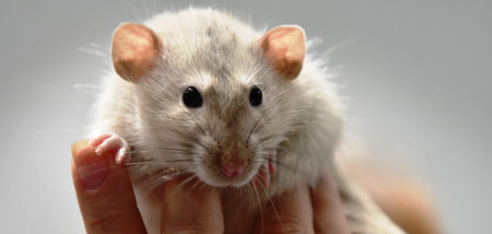 Close-up portrait of a domestic rat on a white background.