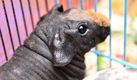 A hairless guinea pig, also known as the guinea pig.の写真素材