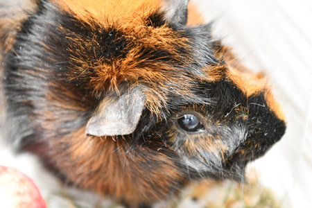 guinea pig close-up on a white background with red apples
