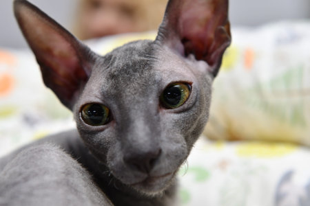 Portrait of a Canadian Sphynx cat, close-up