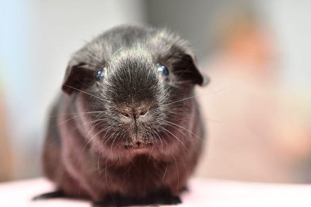 guinea pig close-up on a light background. selective focus