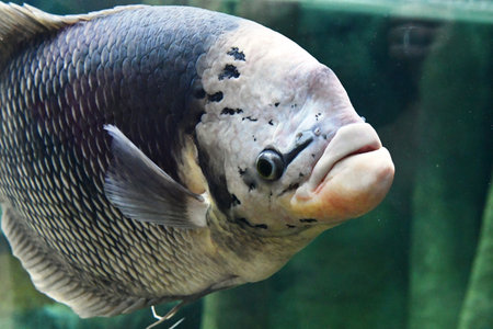 Close-up of the head of a fish in an aquarium.の写真素材