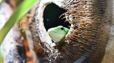 green lizard in the nest of coconut treeの写真素材
