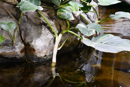 Green plant growing on rocks in a small pond in a park.の写真素材