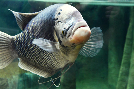 water world aquarium fish closeup view of the head and neck of the fishの写真素材