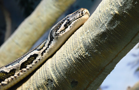 Reticulated python (Python reticulatus) on treeの写真素材