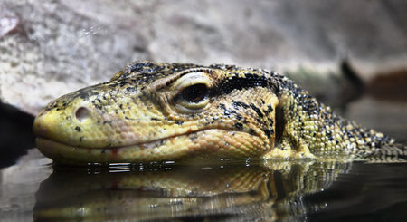 Varanus salvator (Varanus salvator) in waterの写真素材
