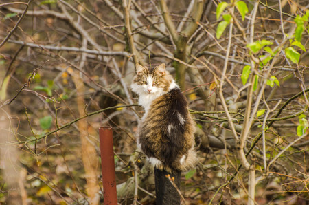 Alert cat sitting on the fence in the garden with selective focusの写真素材