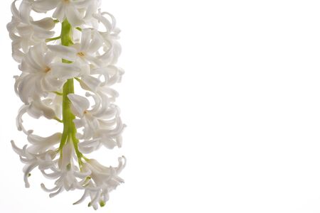 white sprig of hyacinth on a white isolated macro backgroundの写真素材