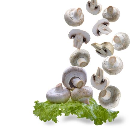 mushrooms whole and pieces falling on a leaf of green salad, white insulated backgroundの写真素材