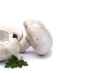 mushrooms on a white isolated background, for your creativityの写真素材