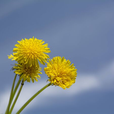 dandelion flowers against the blue sky, close-up, free spaceの写真素材
