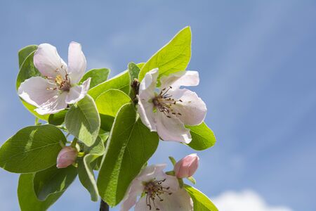 flowering sprig of ava against a blue sky close-up, macroの写真素材